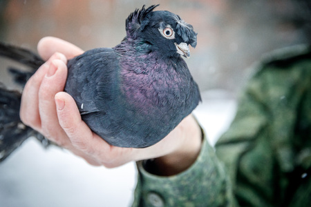 pigeon breeder holds a purebred pigeon in his handsの写真素材