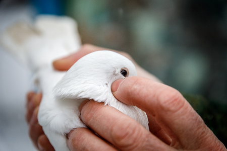 pigeon breeder holds a purebred pigeon in his handsの写真素材