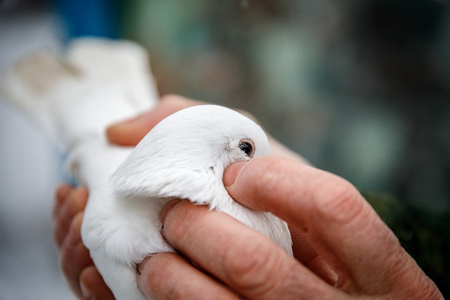 pigeon breeder holds a purebred pigeon in his handsの写真素材