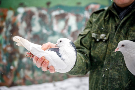 pigeon breeder holds a purebred pigeon in his handsの写真素材