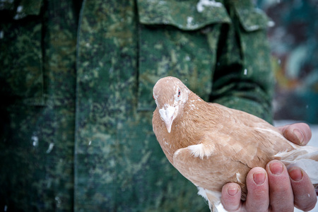 pigeon breeder holds a purebred pigeon in his handsの写真素材