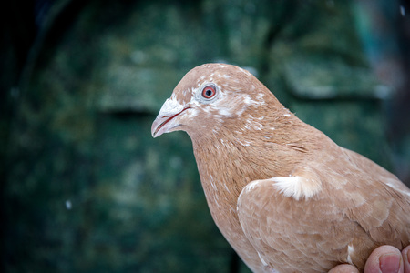 pigeon breeder holds a purebred pigeon in his handsの写真素材