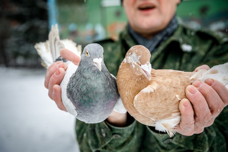 pigeon breeder holds a purebred pigeon in his handsの写真素材