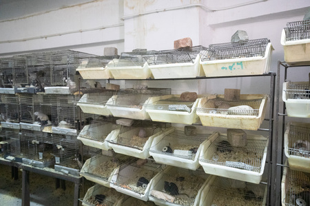 rats are in a cage in a pet storeの写真素材