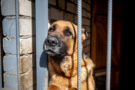 Lonely dog with sad eyes behind bars in animal shelter waiting for new ownerの写真素材