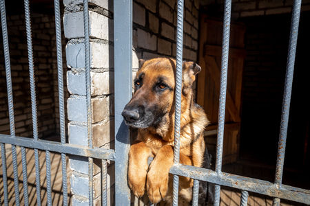 Lonely dog with sad eyes behind bars in animal shelter waiting for new ownerの写真素材