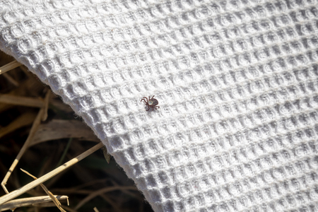 Parasite mite sitting on white towel. Danger of tick biteの写真素材