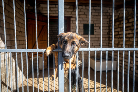 Lonely dog with sad eyes behind bars in animal shelter waiting for new ownerの写真素材