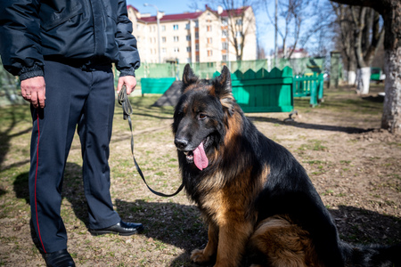 MINSK, BELARUS - 1 MARTH, 2019: a policeman trains a service dogの写真素材