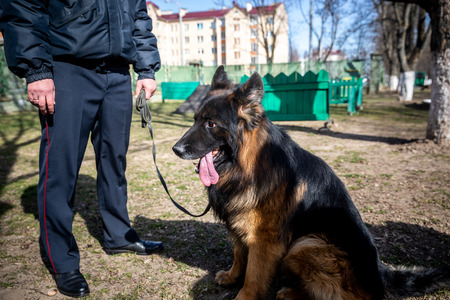 MINSK, BELARUS - 1 MARTH, 2019: a policeman trains a service dogの写真素材