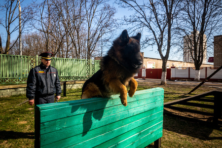 MINSK, BELARUS - 1 MARTH, 2019: a policeman trains a service dogのeditorial素材