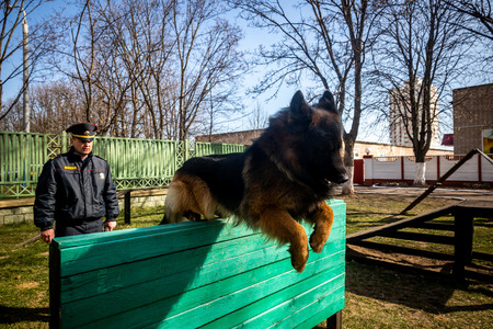 MINSK, BELARUS - 1 MARTH, 2019: a policeman trains a service dogのeditorial素材