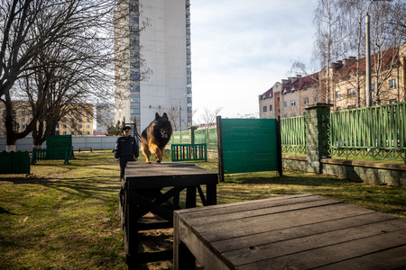 MINSK, BELARUS - 1 MARTH, 2019: a policeman trains a service dogのeditorial素材