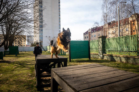 MINSK, BELARUS - 1 MARTH, 2019: a policeman trains a service dogのeditorial素材