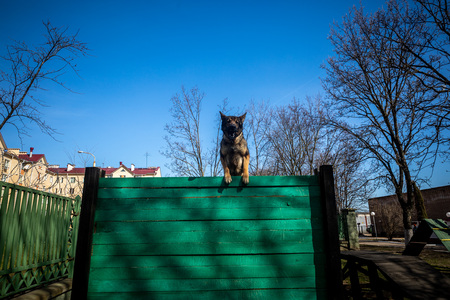 MINSK, BELARUS - 1 MARTH, 2019: a policeman trains a service dogの写真素材