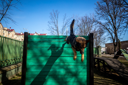 MINSK, BELARUS - 1 MARTH, 2019: a policeman trains a service dogの写真素材