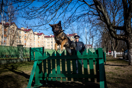 MINSK, BELARUS - 1 MARTH, 2019: a policeman trains a service dogのeditorial素材