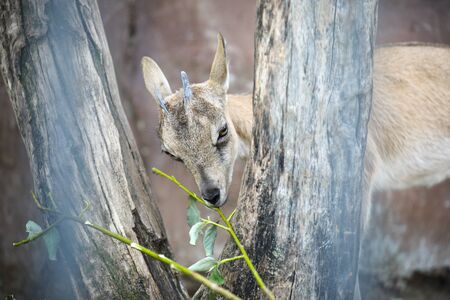 young mountain goat at the zooの写真素材