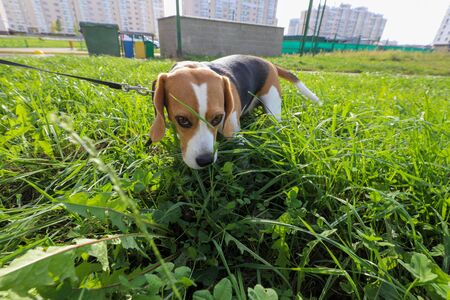 beagle dog looking for something in the grassの写真素材