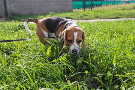 beagle dog looking for something in the grassの写真素材