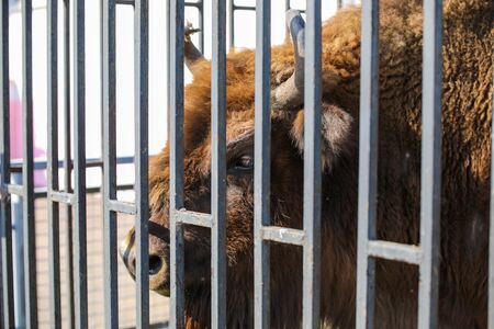 European bison in a cage at the zooの写真素材