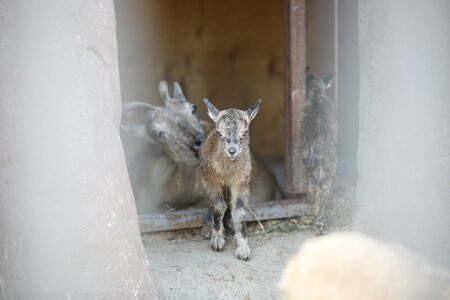 newborn deer at the zooの写真素材