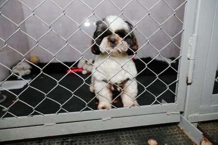 animals in a cage in a hotel for animalsの写真素材