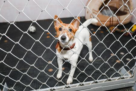 animals in a cage in a hotel for animalsの写真素材