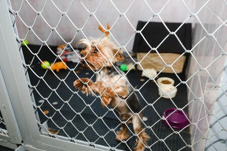 animals in a cage in a hotel for animalsの写真素材
