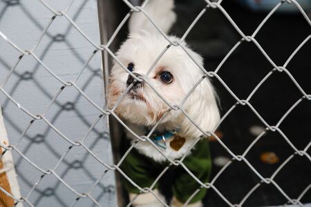 animals in a cage in a hotel for animalsの写真素材
