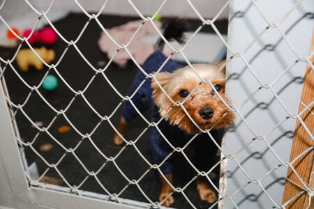 animals in a cage in a hotel for animalsの写真素材
