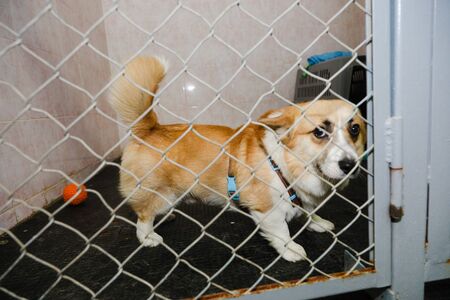 animals in a cage in a hotel for animalsの写真素材
