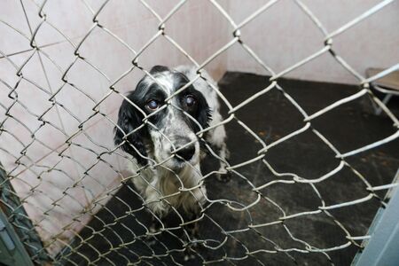 animals in a cage in a hotel for animalsの写真素材