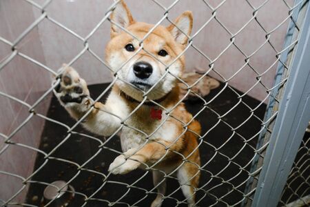 animals in a cage in a hotel for animalsの写真素材