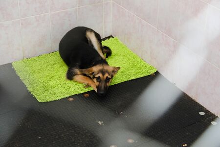 animals in a cage in a hotel for animalsの写真素材