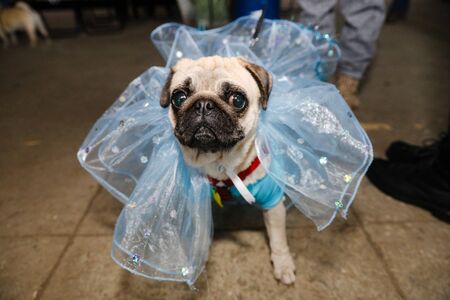 beautiful little pugの写真素材