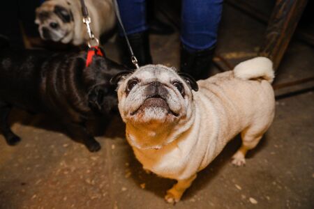 beautiful little pugの写真素材