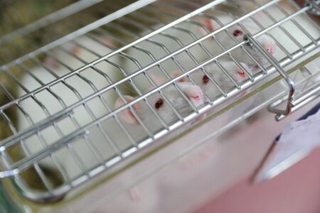 MINSK, BELARUS - February 25, 2020: white mice in a research labの写真素材