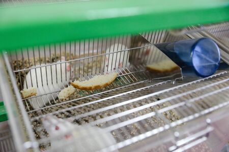 MINSK, BELARUS - February 25, 2020: white mice in a research labの写真素材