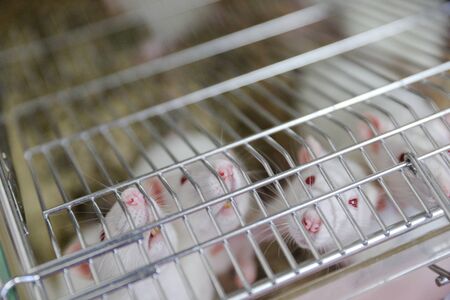 MINSK, BELARUS - February 25, 2020: white mice in a research labの写真素材