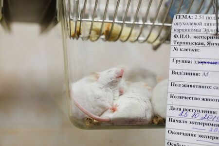 MINSK, BELARUS - February 25, 2020: white mice in a research labの写真素材