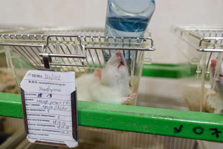 MINSK, BELARUS - February 25, 2020: white mice in a research labのeditorial素材