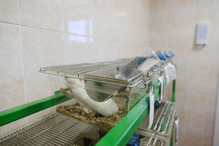 MINSK, BELARUS - February 25, 2020: white mice in a research labのeditorial素材