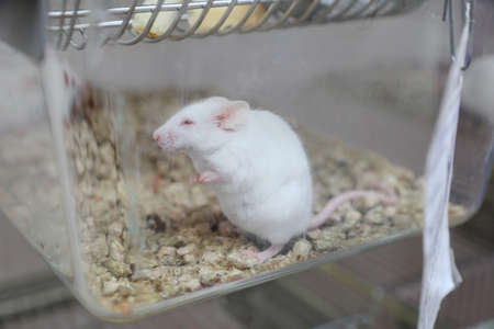 MINSK, BELARUS - February 25, 2020: white mice in a research labのeditorial素材