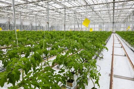 greenhouse where vegetables and greens growの写真素材