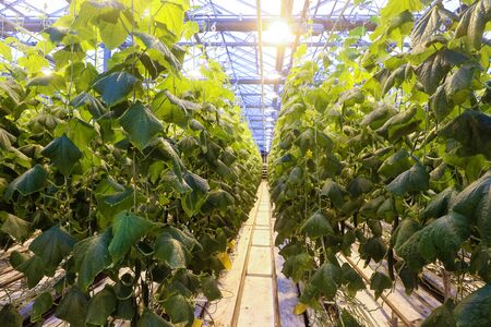 greenhouse where vegetables and greens growの写真素材