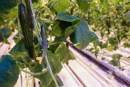 greenhouse where vegetables and greens growの写真素材