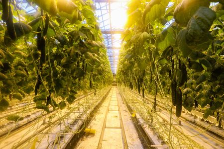 greenhouse where vegetables and greens growの写真素材
