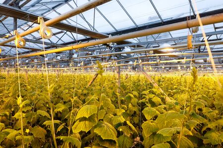 greenhouse where vegetables and greens growの写真素材