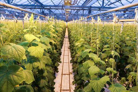 greenhouse where vegetables and greens growの写真素材